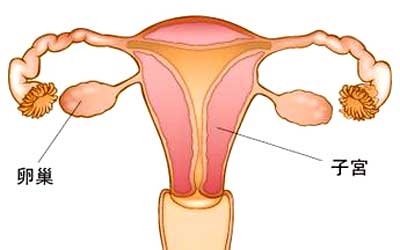 多次人流会不会影响女性卵巢功能和生育