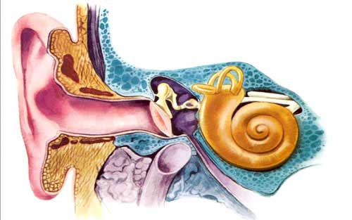 中耳炎是因为细菌感染了鼓室粘膜而引起的病变.