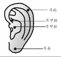 疾病自查:耳朵变化对应内脏健康